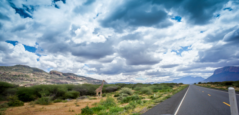 A giraffe in Northern Kenya